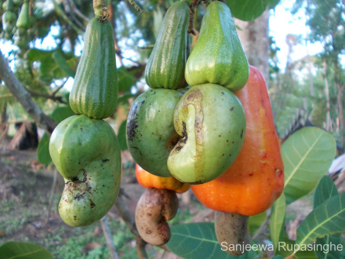 Anacardium occidentale L.